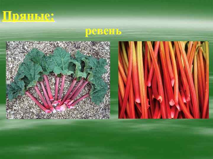 Пряные:  ревень 