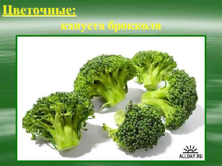 Цветочные:   капуста брокколи 