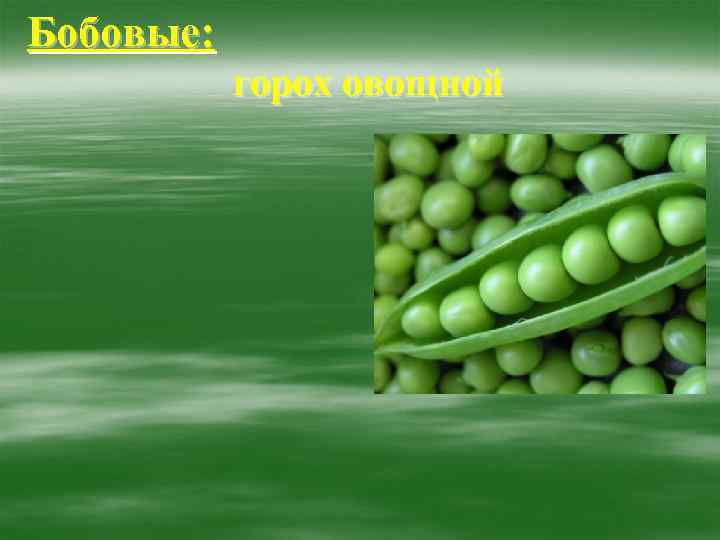 Бобовые:   горох овощной 