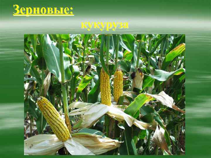 Зерновые:   кукуруза 