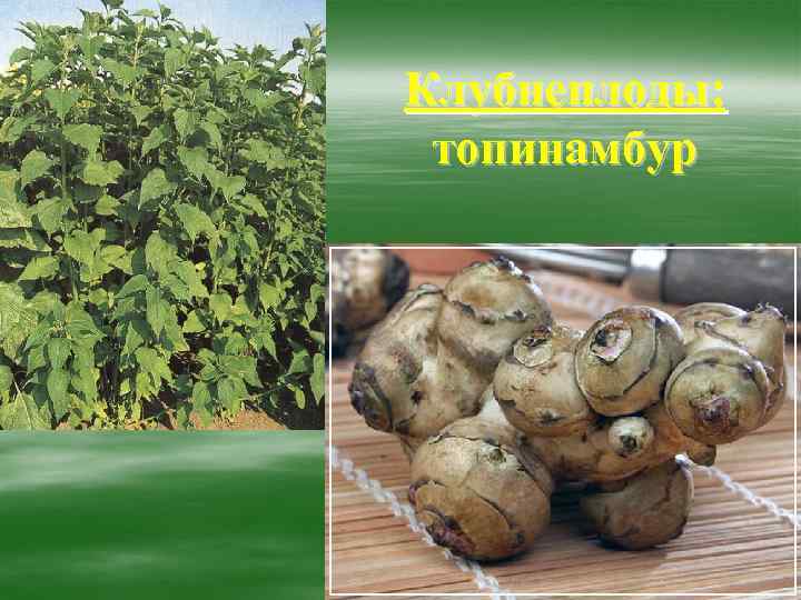 Клубнеплоды:  топинамбур 