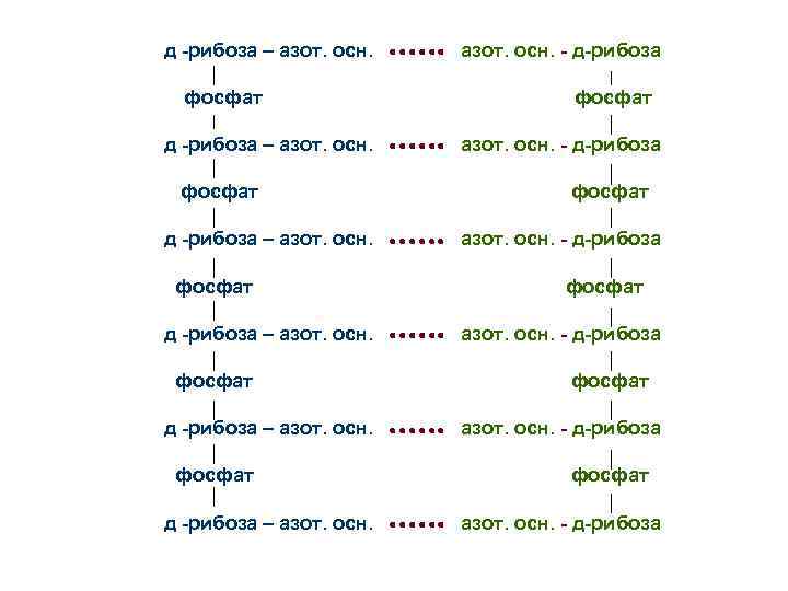 д -рибоза – азот. осн.   азот. осн. - д-рибоза  фосфат 