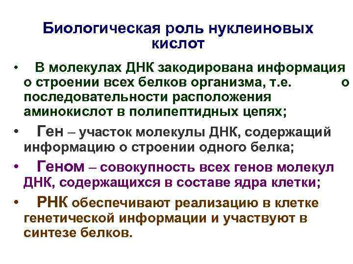   Биологическая роль нуклеиновых   кислот •  В молекулах ДНК закодирована