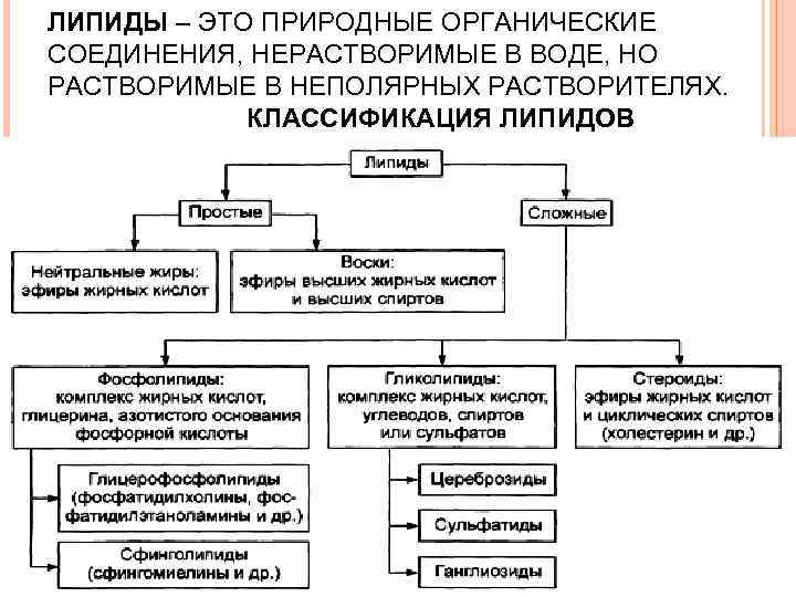 Липиды презентация 9 класс по биологии