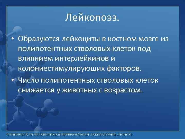 Лейкопоэз. • Образуются лейкоциты в костном мозге из полипотентных стволовых клеток под влиянием интерлейкинов