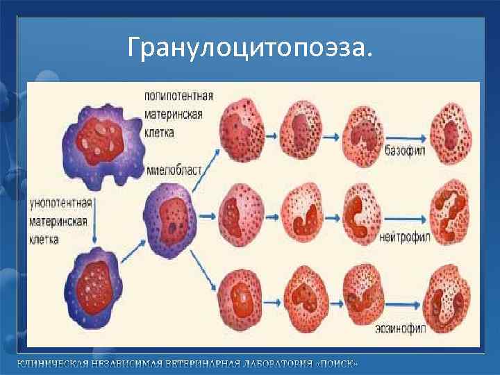 Гранулоцитопоэза. 