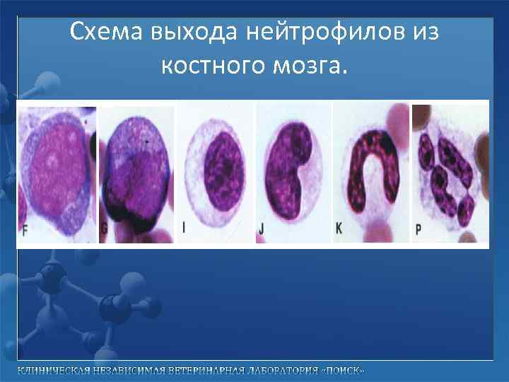 Схема выхода нейтрофилов из костного мозга. 