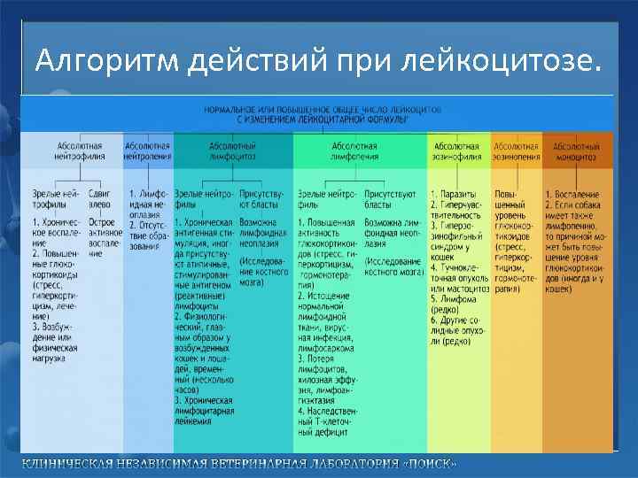 Алгоритм действий при лейкоцитозе. 