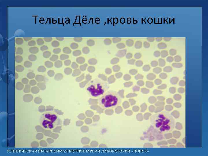 Тельца Дёле , кровь кошки 