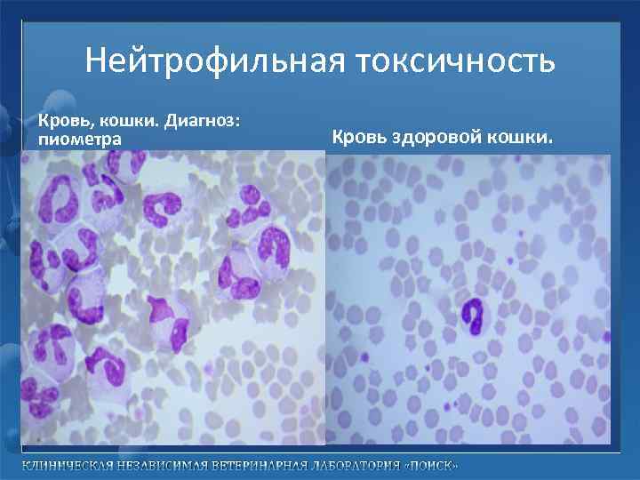 Нейтрофильная токсичность Кровь, кошки. Диагноз: пиометра Кровь здоровой кошки. 