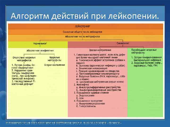 Алгоритм действий при лейкопении. 