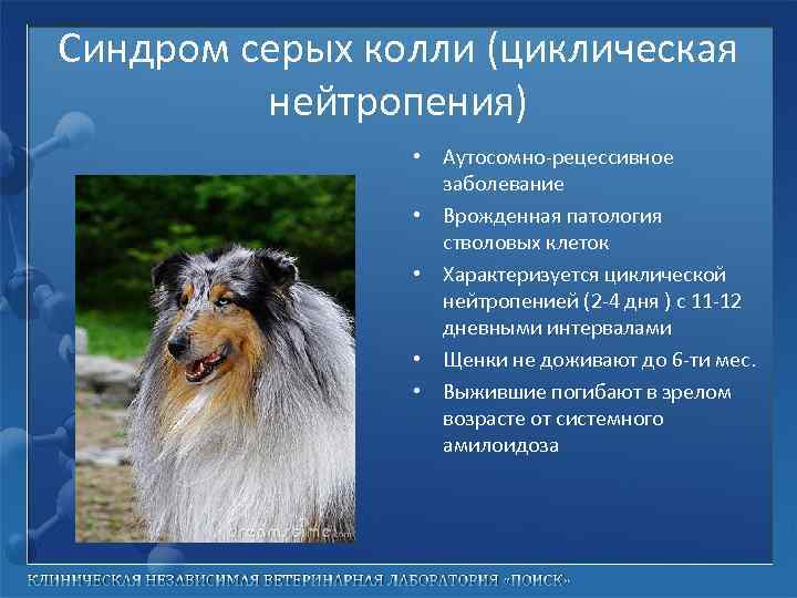 Синдром серых колли (циклическая нейтропения) • Аутосомно-рецессивное заболевание • Врожденная патология стволовых клеток •