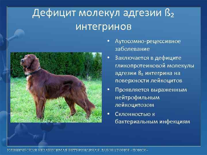 Дефицит молекул адгезии ß₂ интегринов • Аутосомно-рецессивное заболевание • Заключается в дефиците гликопротеиновой молекулы