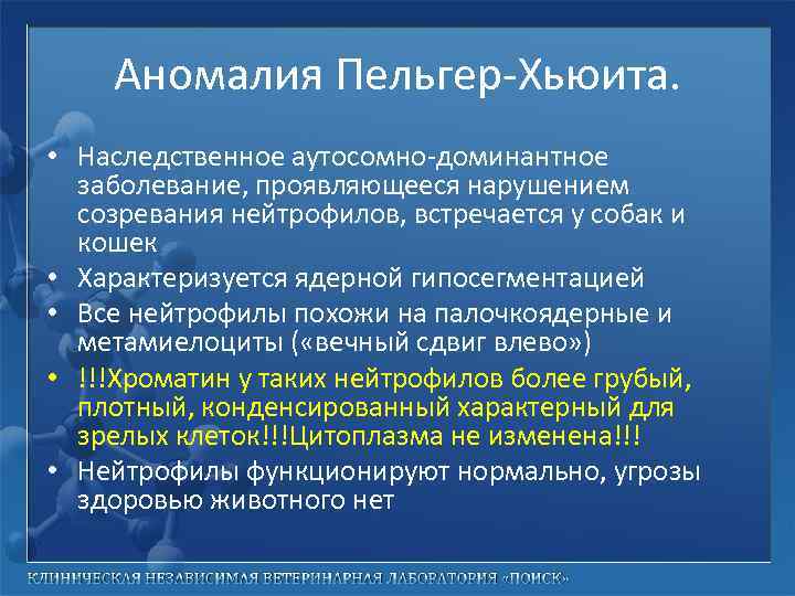 Аномалия Пельгер-Хьюита. • Наследственное аутосомно-доминантное заболевание, проявляющееся нарушением созревания нейтрофилов, встречается у собак и