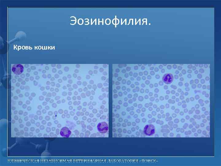 Эозинофилия. Кровь кошки 