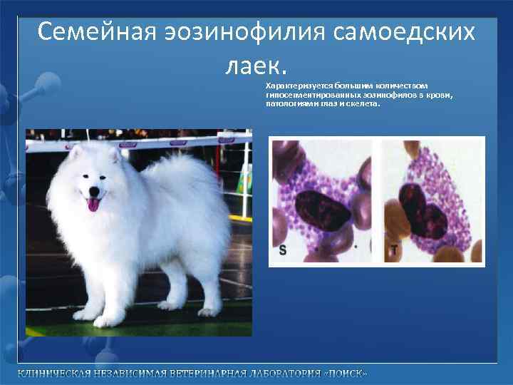 Семейная эозинофилия самоедских лаек. Характеризуется большим количеством гипосегментированных эозинофилов в крови, патологиями глаз и