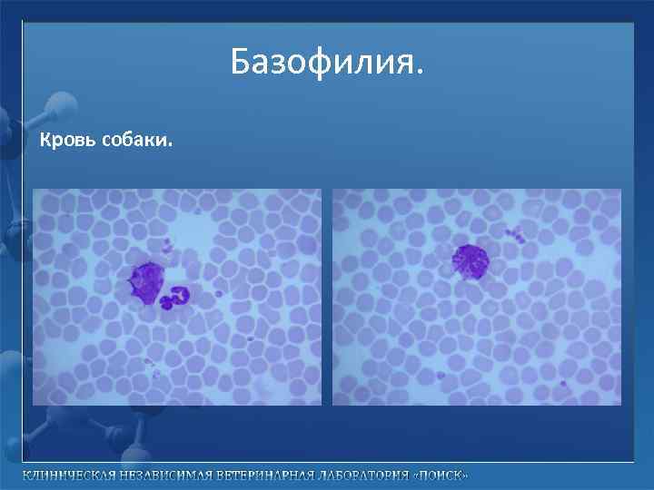 Базофилия. Кровь собаки. 