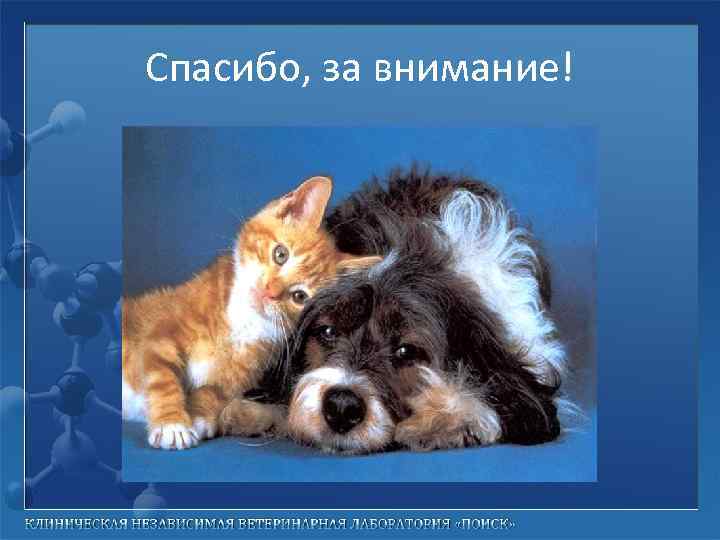 Спасибо, за внимание! 