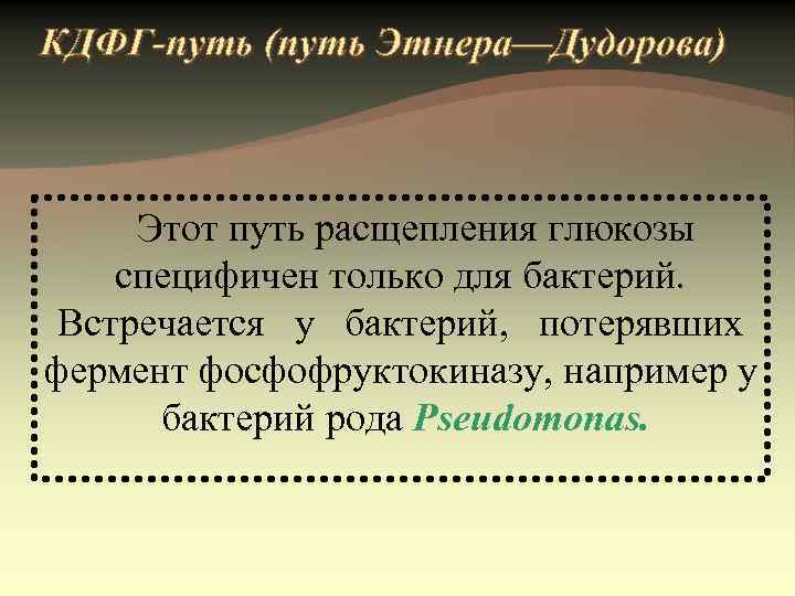 бактерии рода Pseudomonas 