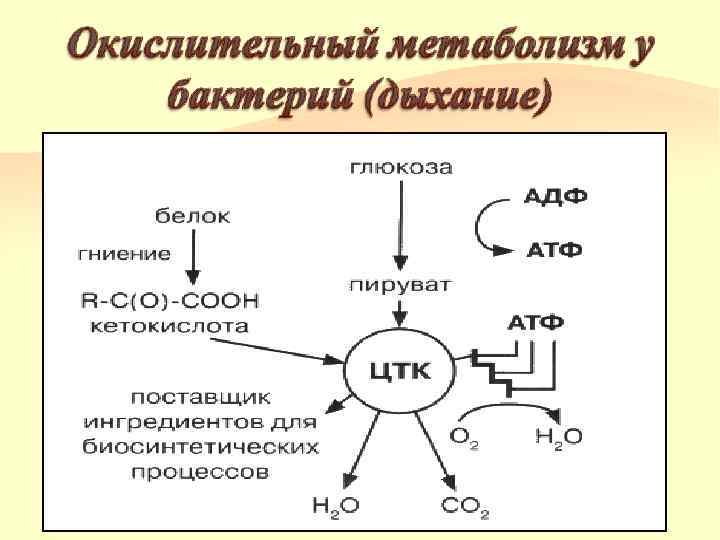   В зависимости от акцепторов протонов и электронов среди бактерий различают аэробы, 