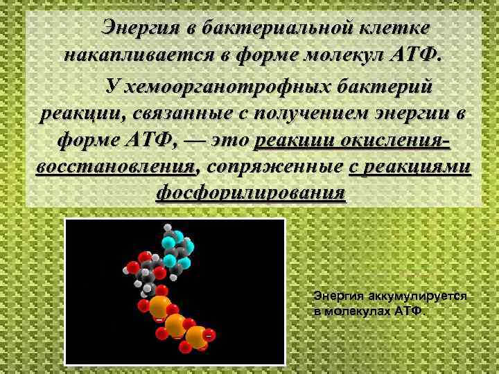  Энергия в бактериальной клетке  накапливается в форме молекул АТФ.   У