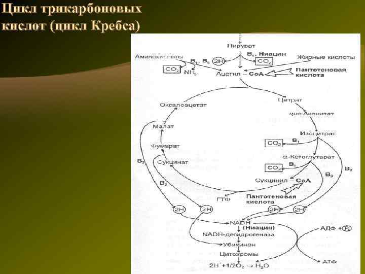   Типичная цепь выглядит следующим образом:   ЦТК → НАД(Н 2)→флавопротеид→хинон 