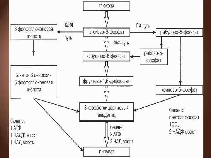  Пути расщепления глюкозы 1) через образование фруктозо-1, 6 -дифосфата (ФДФ-путем, или гликолитическим распадом,