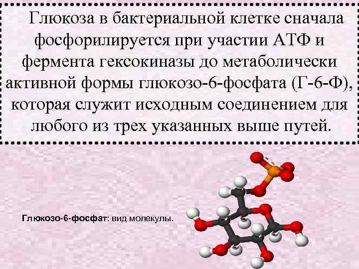 ФДФ-путь. Г-6 -Ф изомеризуется до фруктозо-6 -фосфата,  который под действием фосфофруктокиназы превращается во