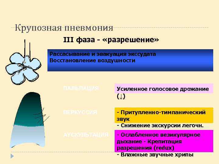 Крупозная пневмония III фаза - «разрешение» Рассасывание и эвакуация экссудата Восстановление воздушности ПАЛЬПАЦИЯ Усиленное