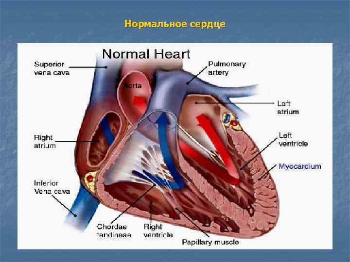 Нормальное сердце 