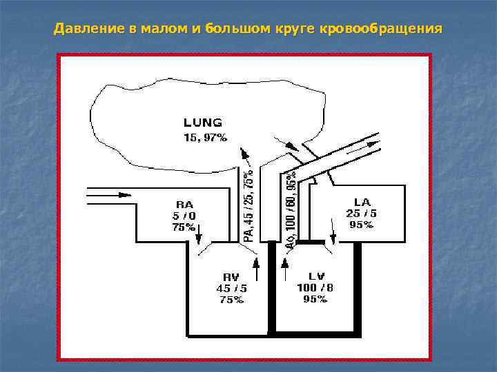 Давление в малом и большом круге кровообращения 