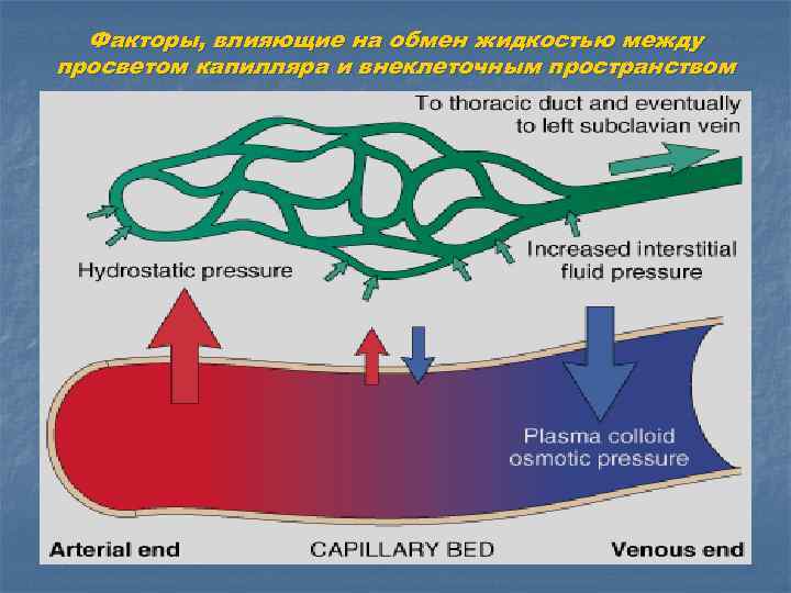 Факторы, влияющие на обмен жидкостью между просветом капилляра и внеклеточным пространством 