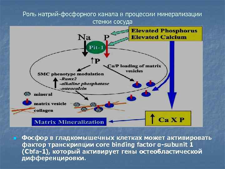Роль натрий-фосфорного канала в процессии минерализации стенки сосуда n Фосфор в гладкомышечных клетках может