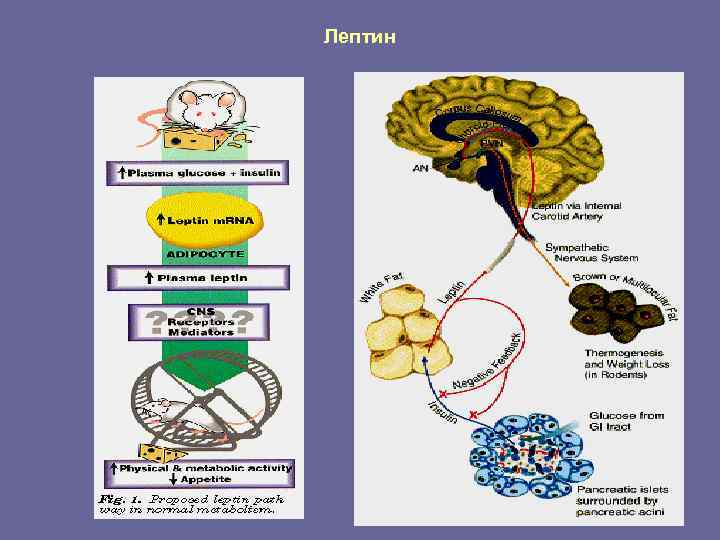 Лептин 