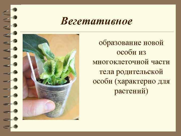 Вегетативное образование новой особи из многоклеточной части тела Вегетативное образование новой особи из многоклеточной части тела