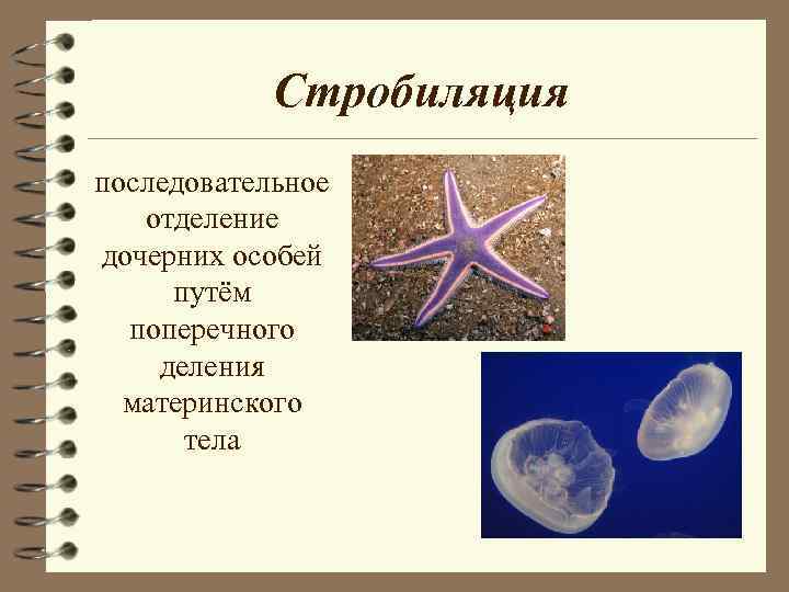 Стробиляция последовательное отделение дочерних особей путём поперечного деления материнского Стробиляция последовательное отделение дочерних особей путём поперечного деления материнского