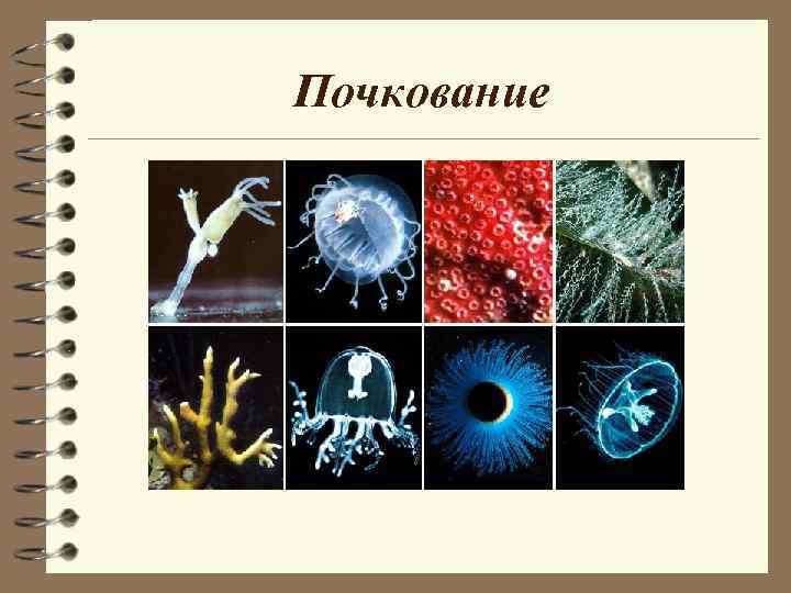 Почкование Почкование