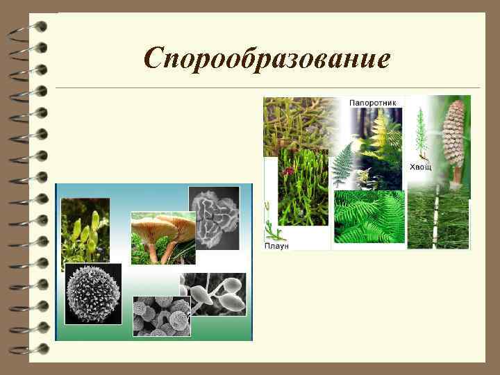 Спорообразование Спорообразование