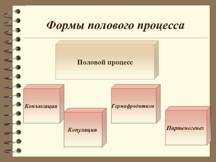 Формы полового процесса Половой процесс Конъюгация Гермафродитизм Формы полового процесса Половой процесс Конъюгация Гермафродитизм