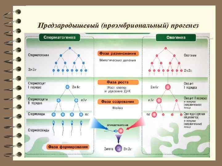 Предзародышевый (проэмбриональный) прогенез Предзародышевый (проэмбриональный) прогенез