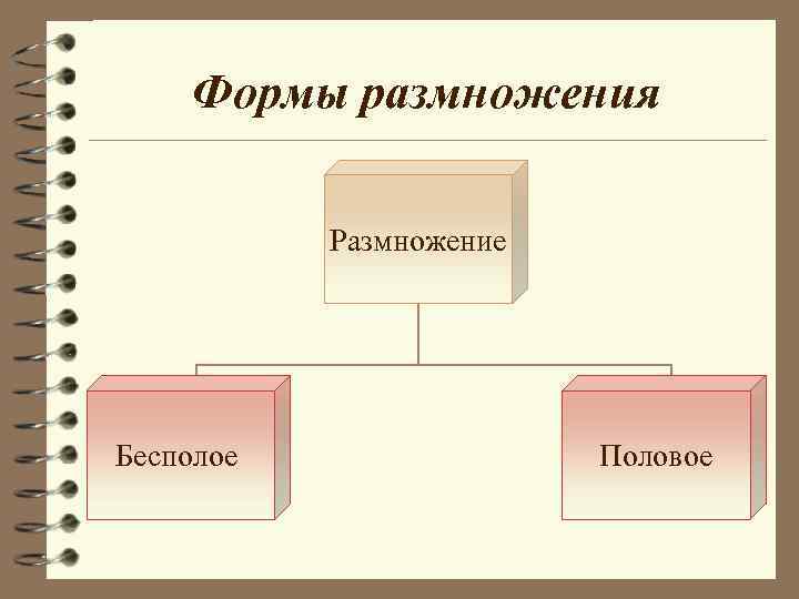 Формы размножения Размножение Бесполое Половое Формы размножения Размножение Бесполое Половое