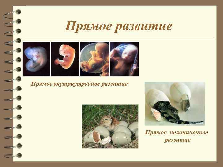 Прямое развитие Прямое внутриутробное развитие Прямое развитие Прямое внутриутробное развитие