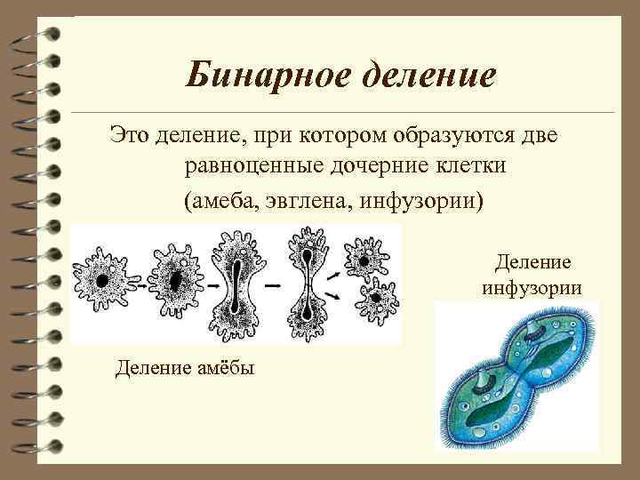 Схема бинарного деления