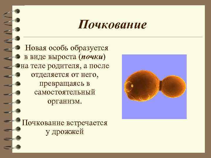 Почкование Новая особь образуется в виде выроста (почки) Почкование Новая особь образуется в виде выроста (почки)