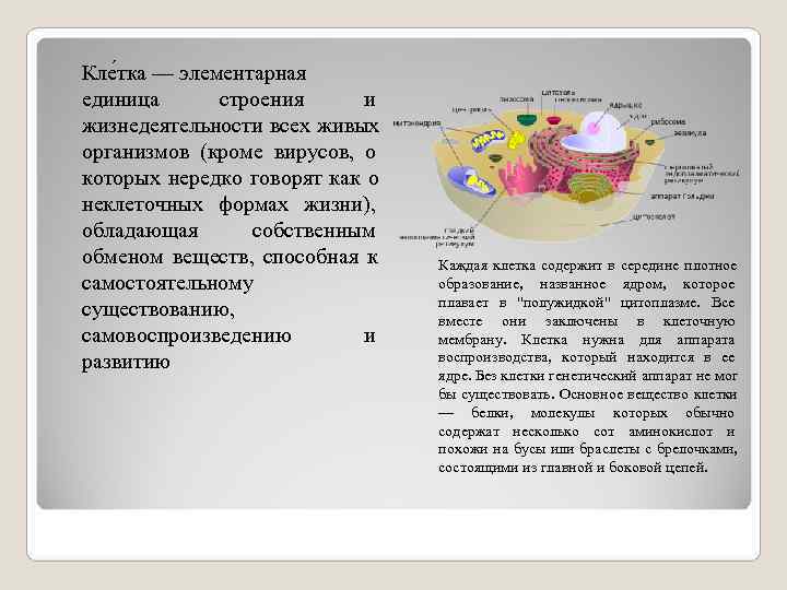 Кле тка — элементарная единица  строения  и жизнедеятельности всех живых организмов (кроме