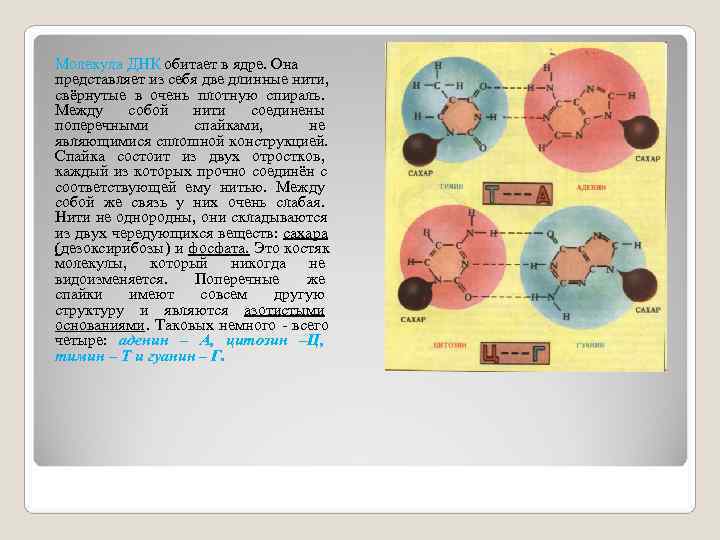 Молекула ДНК обитает в ядре. Она представляет из себя две длинные нити,  свёрнутые