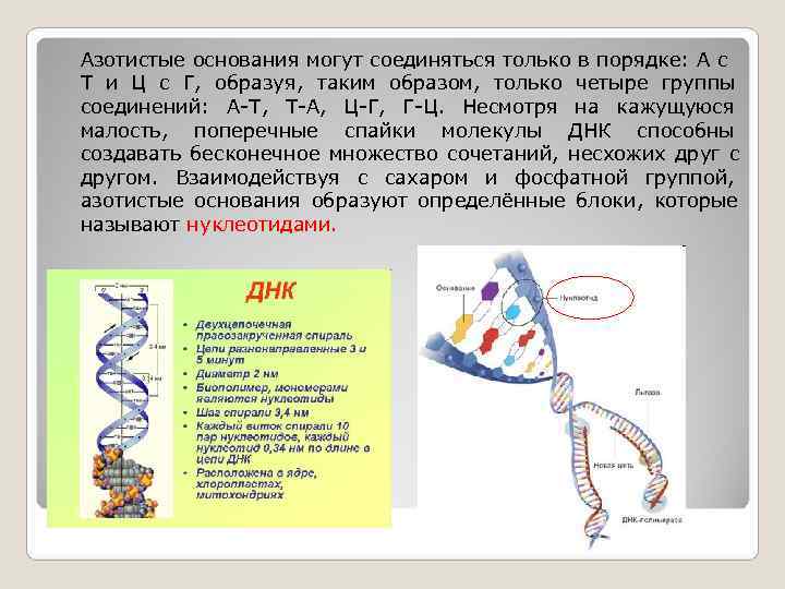 Азотистые основания могут соединяться только в порядке: А с Т и Ц с Г,