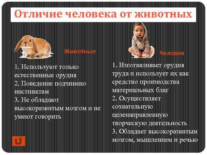 Отличие человека от животных Животные 1. Используют только естественные орудия 2. Поведение подчинено инстинктам