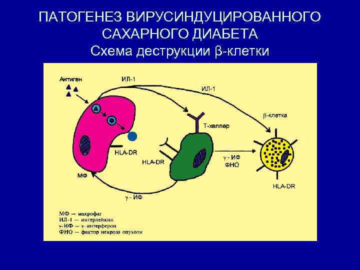 ПАТОГЕНЕЗ ВИРУСИНДУЦИРОВАННОГО САХАРНОГО ДИАБЕТА Схема деструкции β клетки 