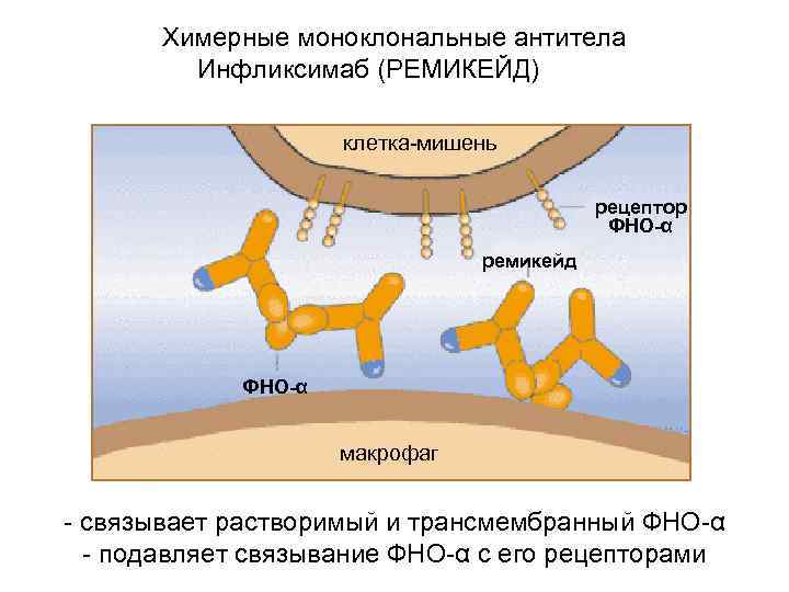 Антитела некроза опухоли. Химерные моноклональные антитела. Моноклональные и поликлональные антитела. Строение моноклональных антител. Получение химерных моноклональных антител.